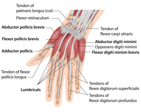 Hand Grip Muscles Worked A Comprehensive Exploration
