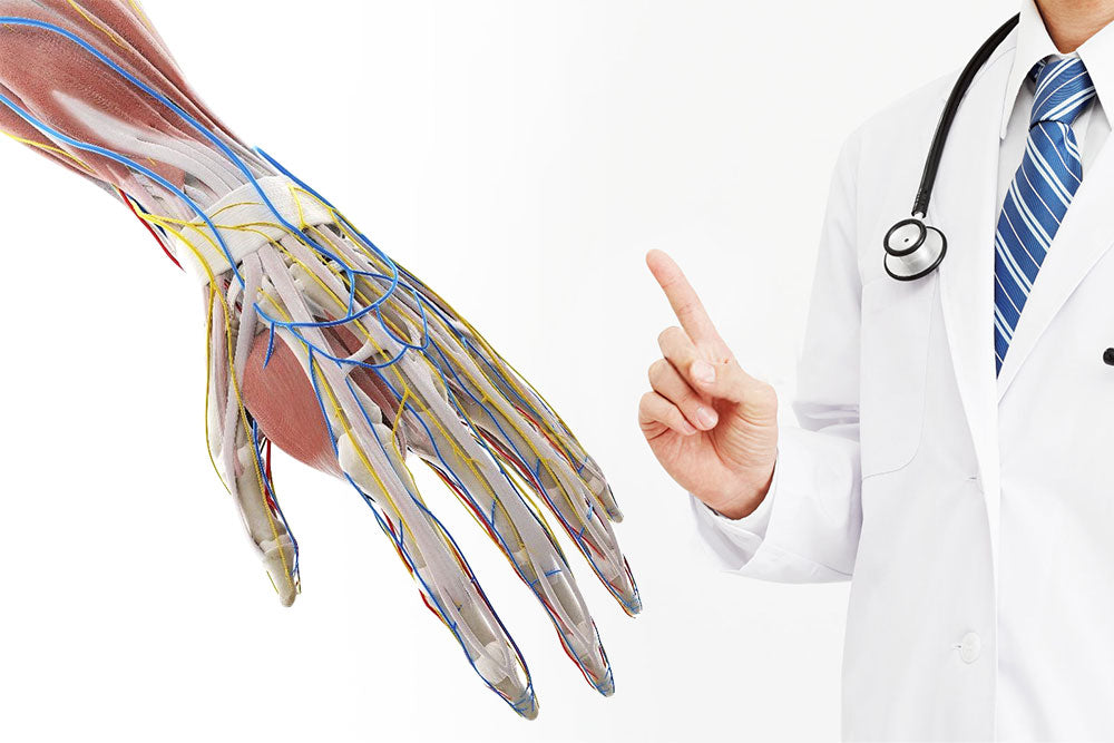 Anatomy of the Wrists and Hands